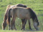 SX29223 Wild Horses in Black Mountains.jpg